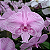 Orquídea Phalaenopsis Big Lip Rosa Striata n.01 - Imagem 1