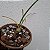 Kit Encyclia Atropurpurea + Vaso + Substrato Especial - Imagem 2