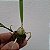 Kit Encyclia Atropurpurea + Vaso + Substrato Especial - Imagem 5