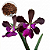 Kit Encyclia Atropurpurea + Vaso + Substrato Especial - Imagem 1