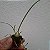 Kit Encyclia Atropurpurea + Vaso + Substrato Especial - Imagem 4