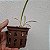 Kit Encyclia Atropurpurea + Vaso + Substrato Especial - Imagem 3