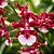 Orquídea Oncidium Sharry Baby (Chocolate) com haste floral - Imagem 2