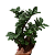 Zamioculca "Zenzi" - 35cm - Imagem 3