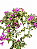 Primavera Roxa - Imagem 2