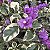 Primavera Roxa - Imagem 1