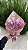 Arranjo Candy - Imagem 1