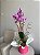 Orquídea com Gipsophila - Imagem 2