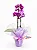 Orquídea Phalaenopsis - Imagem 1