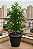 Vaso Planta Grande Redondo Número 50 42,5 Litros Bella Fiore Interno Externo Rischioto - Imagem 9