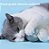BOLA Gato Brinquedo Elétrico Automático Rotação USB Recarg, Brinquedos Interativos para Gato e Cão MT194 - Imagem 5