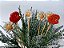 Flores em espetos - Rosas e Margaridas - Imagem 4