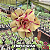 0040 - Rosa do Deserto - TRIPLE WISH ( PERFUMADA ) - Imagem 1