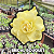 0041 - Rosa do Deserto - BRIDAL BOUQUET - Imagem 1