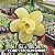0043 - Rosa do Deserto - FOREVER SUNSHINE - Imagem 1
