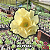 0046 - Rosa do Deserto - JOYFULL - Imagem 1
