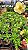 0046 - Rosa do Deserto - JOYFULL - Imagem 2