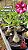 0047 - Rosa do Deserto- GRAPE AMARILLYS - Imagem 1