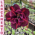 0230 - Rosa do Deserto - GM 200 - Imagem 1