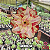 0048 - Rosa do Deserto - GENOA - Imagem 1