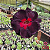 0001 - Rosa do Deserto- L-14 (NEGRA) - Imagem 1