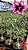 0051 - Rosa do Deserto - MAGIC ELF - Imagem 2