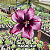 0051 - Rosa do Deserto - MAGIC ELF - Imagem 1