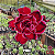 0052 - Rosa do Deserto - MIKI - Imagem 1
