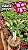 0058 - Rosa do Deserto- PURPLE CROWN - Imagem 2