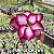 0058 - Rosa do Deserto- PURPLE CROWN - Imagem 1