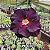 0061 - Rosa do Deserto - LM-03 - Imagem 1