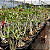 KIT 10 Plantas de Semente Cores Sortidas ( Não é possível a escolha de cores ) - Imagem 2