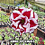 0066 - Rosa do Deserto - KING OF KINGS - Imagem 1