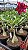 0069 - Rosa do Deserto - WONDERLAND - Imagem 1