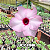 0082 - Rosa do Deserto - LUCKY PINK ( IMPORTADA ) - Imagem 1