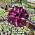 0084 - Rosa do Deserto - YU JIAO - Imagem 1