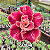 0089 - Rosa do Deserto - KASUMI - Imagem 1