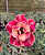 0089 - Rosa do Deserto - KASUMI - Imagem 2