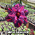 0090 - Rosa do Deserto - PURPLE SWALLOW - Imagem 1