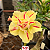 0092 - Rosa do Deserto - T 21 - Imagem 1