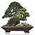 Vaso retangular 44cm p/ Bonsai, suporte plantas jardim de suculentas ZR26 - Imagem 1