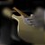 Guitarra SX SST57 Vintage White SSS com Bag - Imagem 5