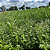 MIX DE PALHADA - Imagem 3