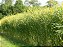 Sementes de Crotalaria Juncea - Imagem 2