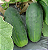Semente de Pepino Híbrido Green Pick - 50gr - Isla Pro - Imagem 1