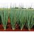 Sementes De Cebolinha Natsuyo Topseed Premium - 100g - Imagem 2