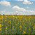 20 KG Semente de Crotalaria Juncea - PROMOÇÃO - Imagem 2