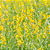20 KG Semente de Crotalaria Juncea - PROMOÇÃO - Imagem 3