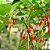 SEMENTE PIMENTA BIQUINHO (VERMELHA) Topseed Garden Único - Imagem 2