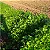 SEMENTES DE COENTRO VERDÃO TopSeed Garden Unico - Imagem 5